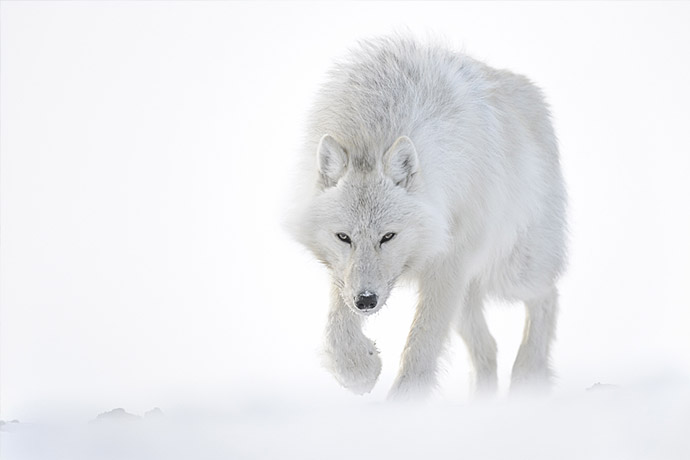 White wolf