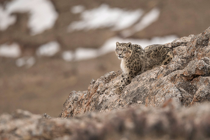 Snow leopard in Tibet