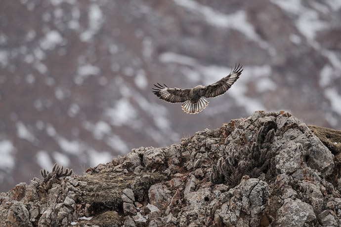 Buzzard in Tibet