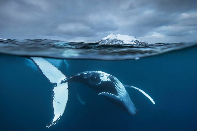 Arctic underwater dance