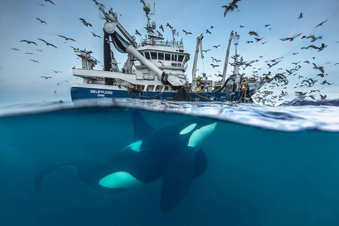 Splitting the Catch