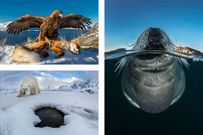 Eagle/Walrus/Polar bear