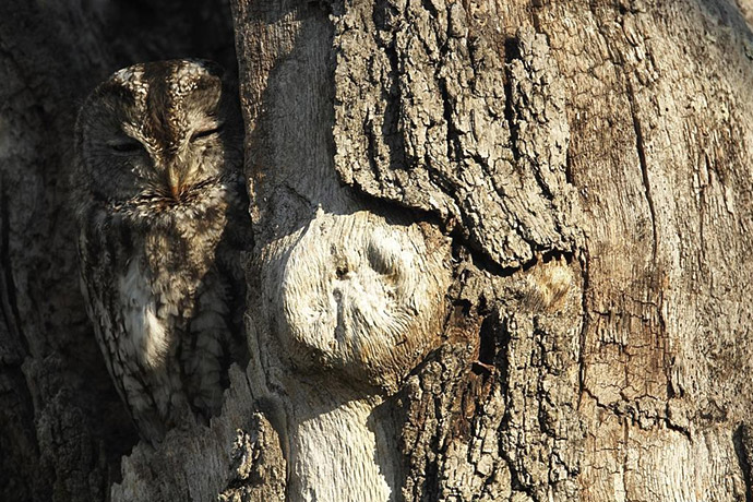 Tawny owl