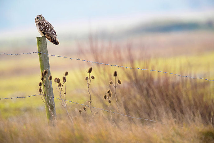 Short-eared owl