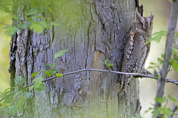 Scops owl