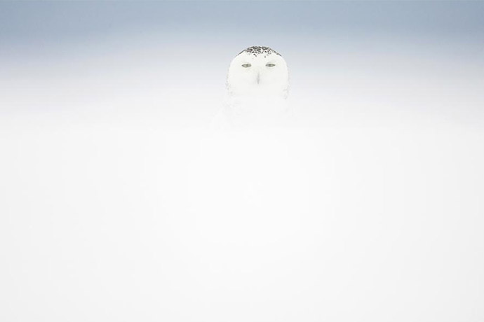 Snow owl