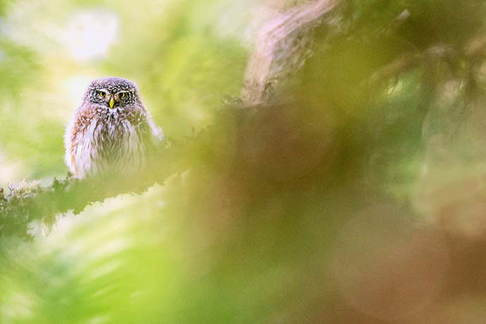 Pygmy owl