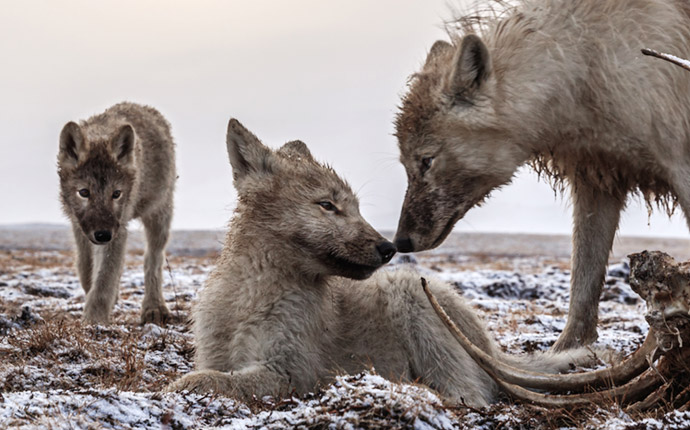 Wolves beside carcass