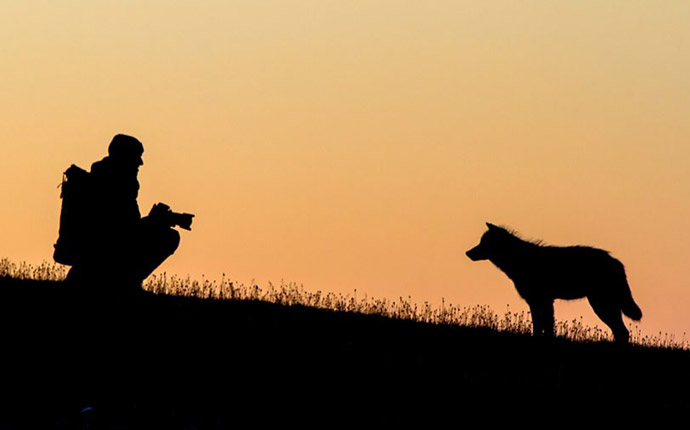 Gordon Buchanan and wolf