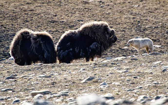 Musk oxen and wolf