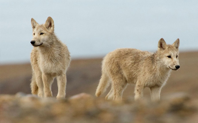 Wolf pups