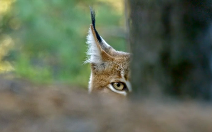 Shy lynx