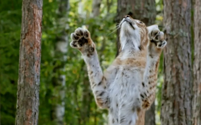 Jumping lynx