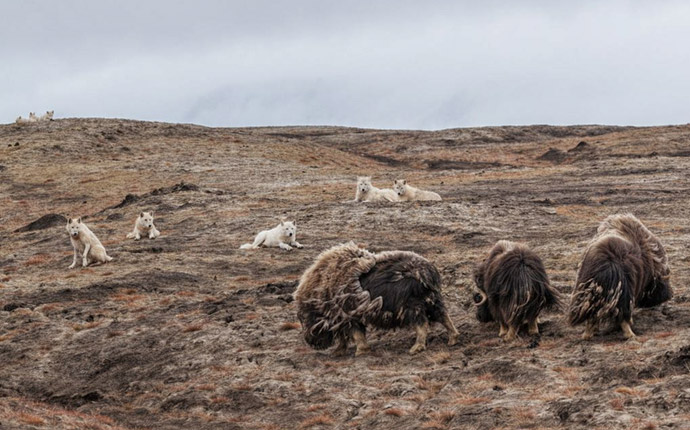 The wolves keep three male musk oxen in their sights