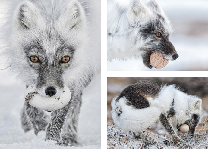 Arctic fox