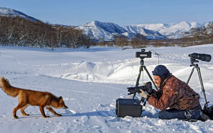 Sergey Gorshkov and red fox