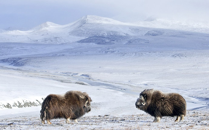 Two musk oxen width=