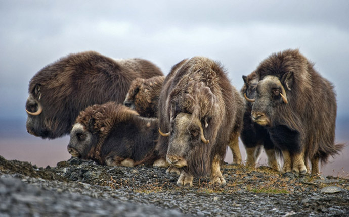 Herd of musk oxen