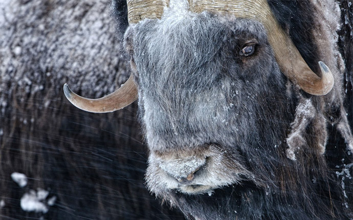 Portrait of a musk ox