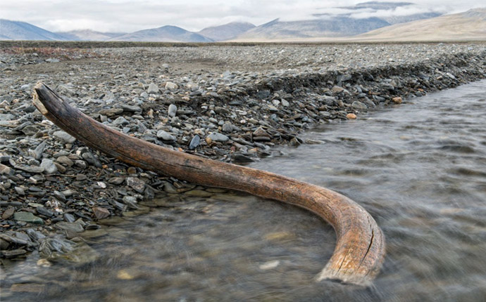 Mammoth tusk