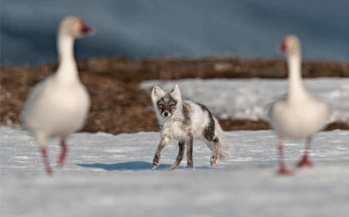 Arctic fox