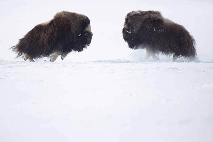 Musk oxen