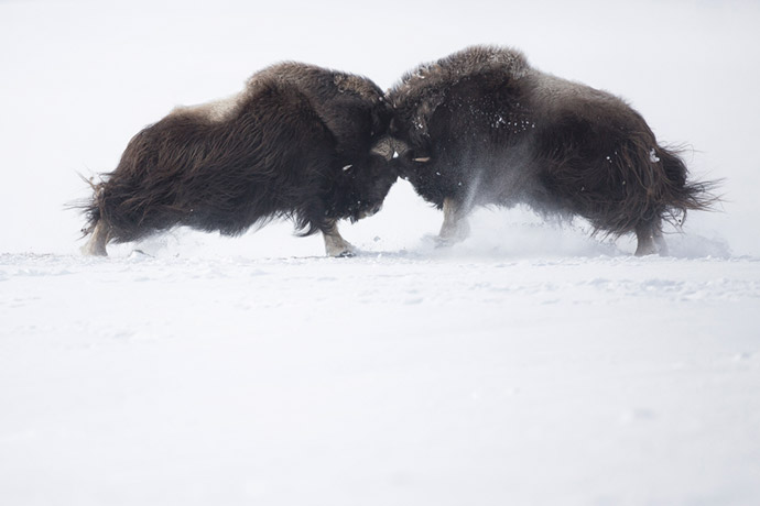 Musk oxen