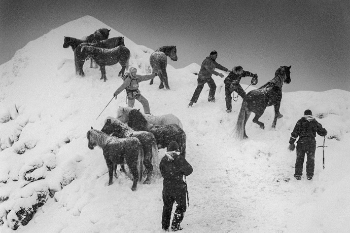 Horse rescue in Iceland