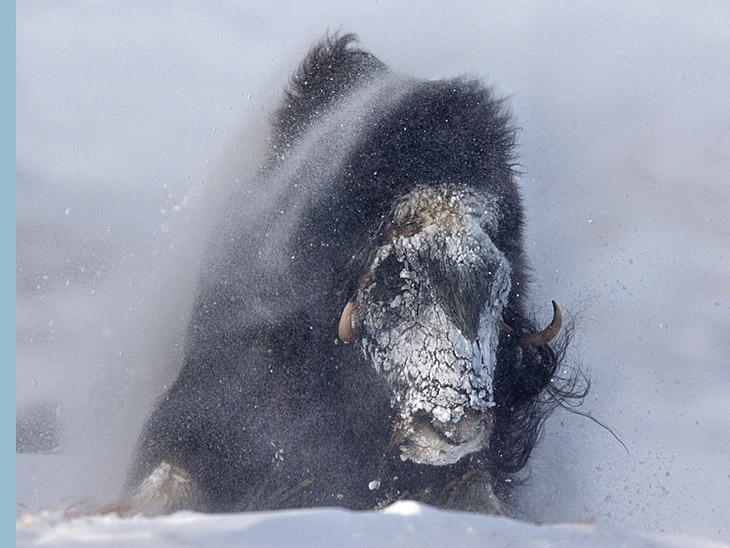 Vincent Munier