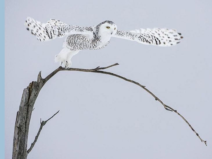 Snowy owl