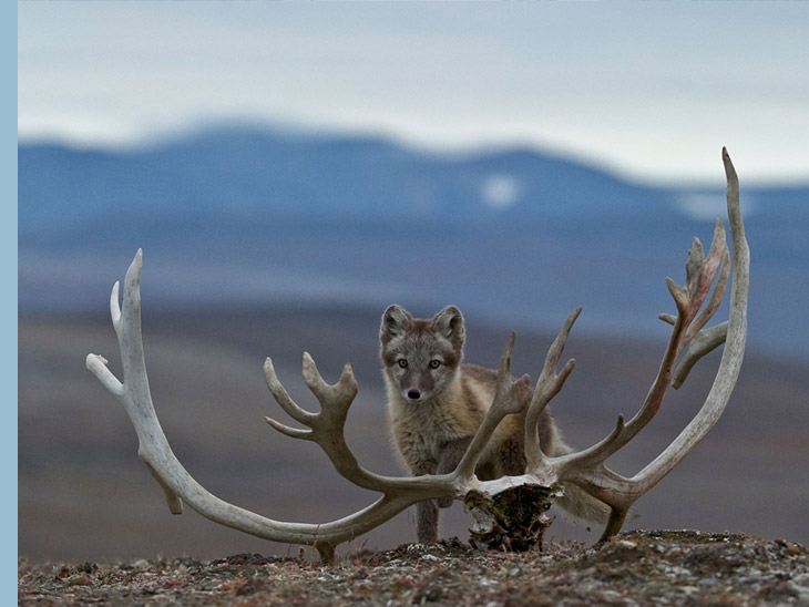 An Arctic fox  stands next to part of a reindeer skull on Wrangel Island in Russia's far east.