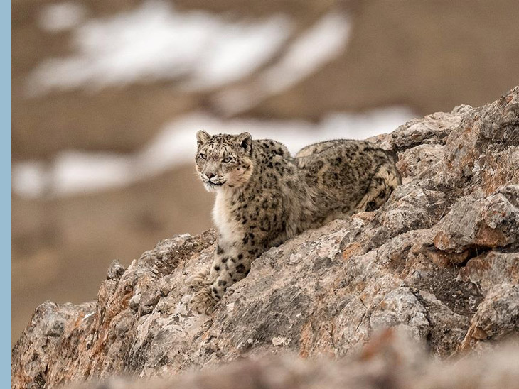 Vincent Munier - Snow leopard